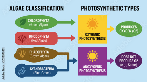 Fotografie Algae Classification and Photosynthetic Types