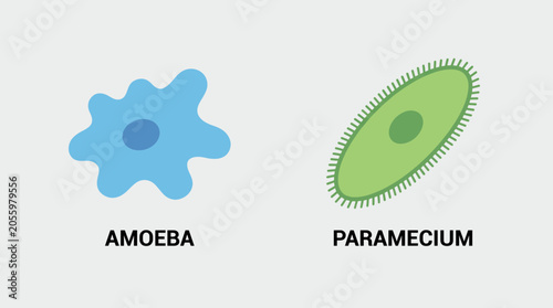 Konstfotografi Protist Kingdom Amoeba and Paramecium Types