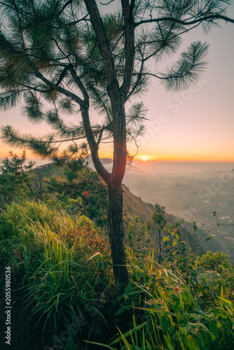 tree in the morning on the mountain with sea of clouds in the background