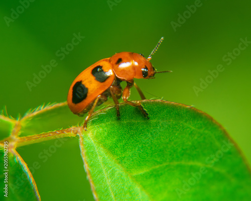Orange spotted beetle perched on green leaf in tropical garden, vibrant macro wildlife photography Sri Lanka