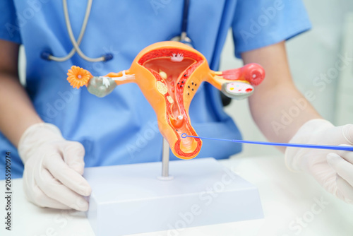 Obraz na plátně Doctor holding human uterus model for vaginal and cervix pap smear check up in the obstetrics and gynecology