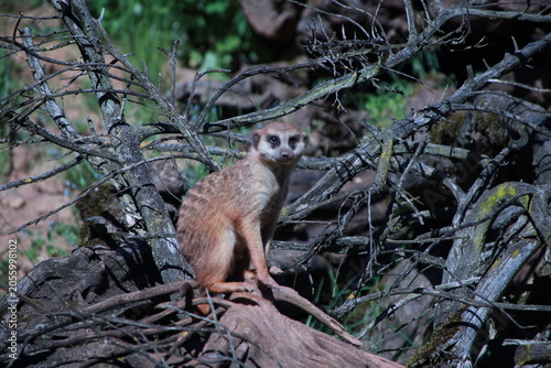 meerkat on the lookout