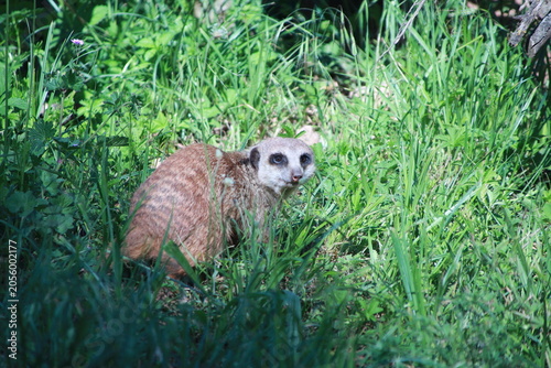 Meerkats in zoo