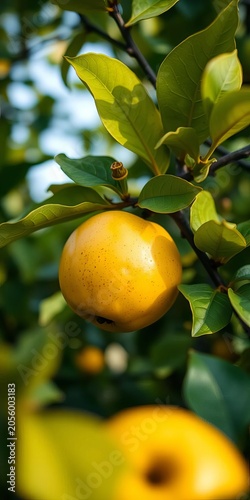 Soft focus on a ripe yellow quince amidst lush foliage, fruit, ||quince