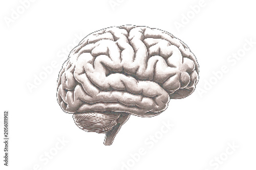 Foto Human brain anatomy illustration in grayscale vector format