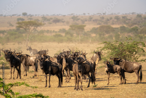 The animals of the African savannah in Tanzania