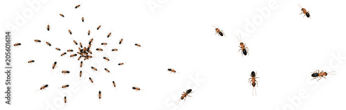 Schilderij op canvas Scattered Ant Colony Crawling Isolated on White Background