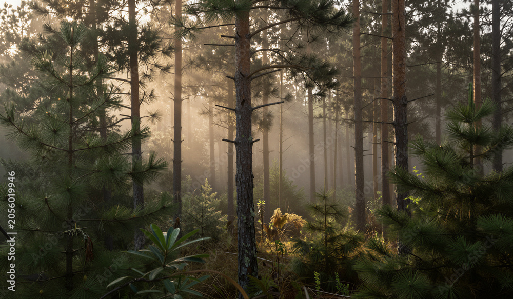 Obraz premium Mist curls between tall pine trees. Sunlight filters through the green canopy. Forest floor glows with soft, golden light. Stillness fills the woodland air