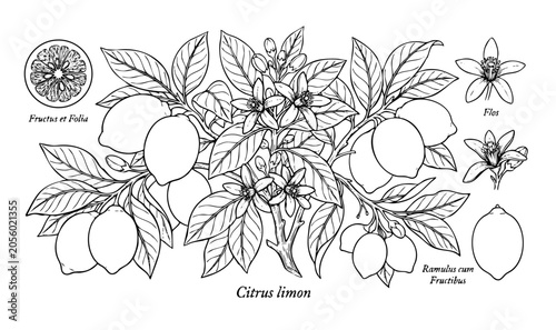 Foto Lemon botanical line art set with citrus lemon branches, whole fruits, slice, leaves, and blossoms