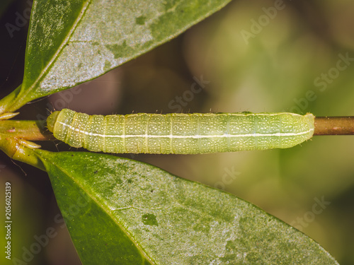 Close up of caterpillar of Operophtera brumata or Winter moth