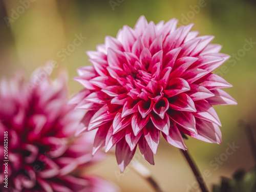 A 'Velvet Crush' Dahlia flower in full bloom