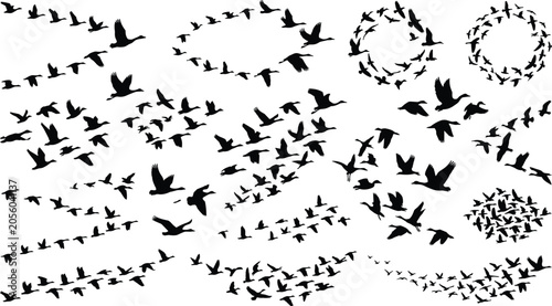 Migrating Flock of Birds Silhouette Vector Set Featuring Geese, Ducks, and Swans Flying in V Formation, Circles, and Group Formations