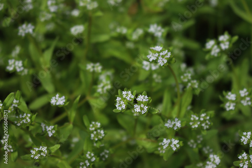 Photos Valeriana locusta also called Lamb's lettuce or corn salad in bloom with many pa