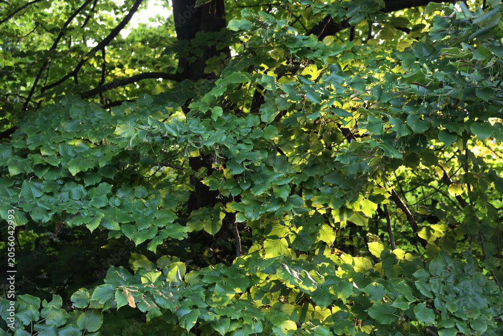 Fototapeta premium Big Linden tree with green leaves in the garden on summer season at sunset. Tilia tree