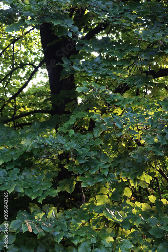 Canvastavla Big Linden tree with green leaves in the garden on summer season at sunset