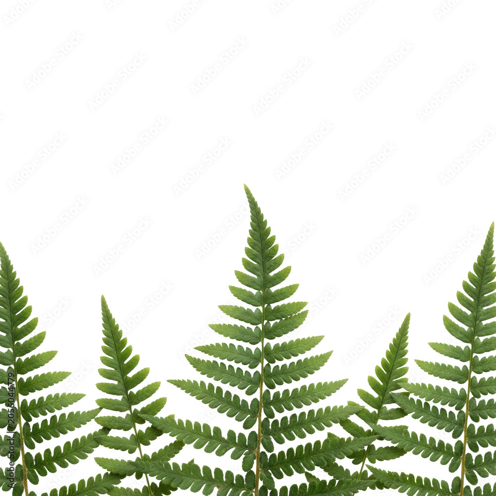 Obraz premium Delicate green fern fronds with intricate leaflets and visible veins rising from the bottom edge against a transparent background, minimalist botanical study