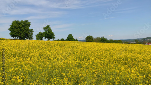 blooming fields of canola in Bohemian Paradise, Czech republic