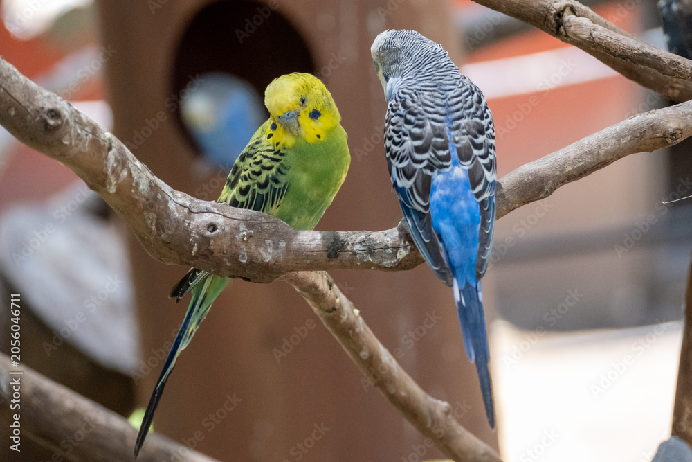 Obraz premium A close-up shot of two colorful budgerigars resting on a tree branch, showcasing intricate feather details.