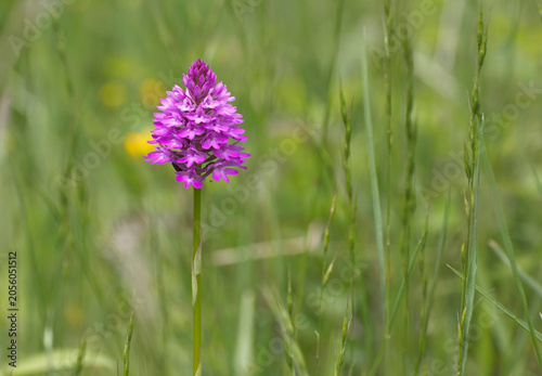 Pyramidal Orchid (Anacamptis pyramidalis), a single flower spike, Green Down, Somerset, UK.