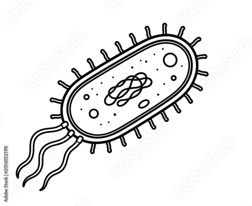 Bacterium Structure Educational Biology Illustration Isolated on White Background