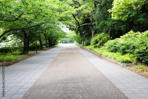 Foto Rainy Park Pathway Surrounded by Fresh Green Trees and Shrubs with Bright Vanish