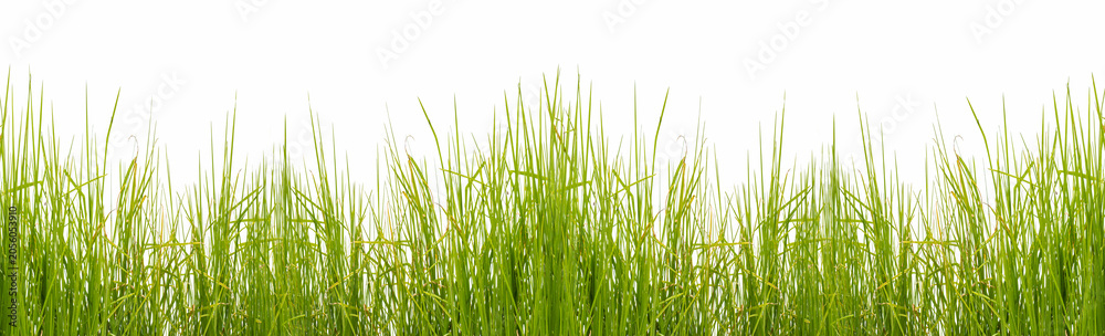 Fototapeta premium Brins d’herbe 