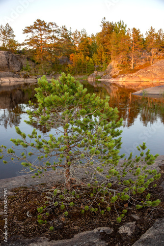 Small Karelian spruce trees on a skerry on Lake Ladoga in Russia