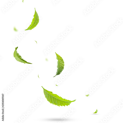 Falling green neem leaves isolated on transparent background