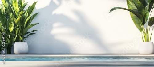 Poolside plants, sunlight shadows, white wall, relaxing scene