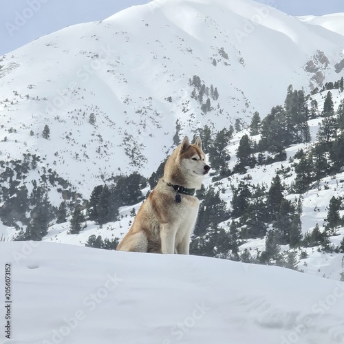 Foto husky principe delle nevi