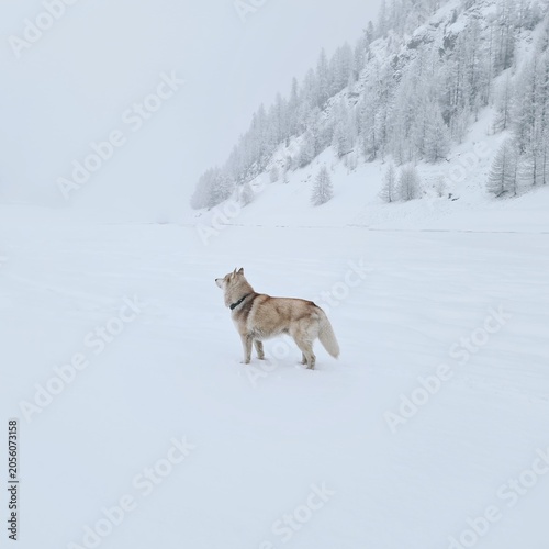Bilde på lerret profumo di neve