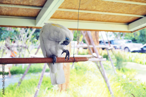 Foto Cockatoos are recognisable by the prominent crests and curved bills