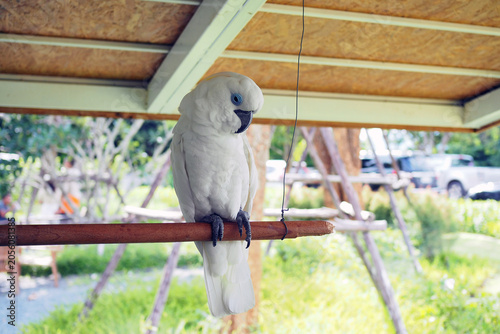 Bild auf Leinwand The sulphur-crested cockatoo (Cacatua galerita) is a relatively large white cockatoo found in wooded habitats in Australia, and New Guinea and some of the islands of Indonesia