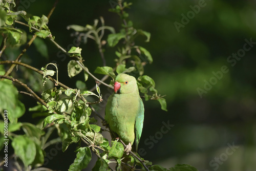 A female rose-ringed parakeet bird, Psittacula krameri, sitting on the branch of an apple tree. Photo with shallow focus taken in Delft, Netherlands. 