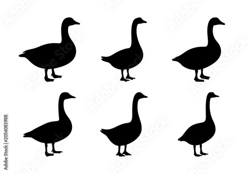 Cuadro en lienzo Six black and white geese standing in a row - A clean vector illustration of six geese with black and white coloring, standing side by side in a simple, aligned formation