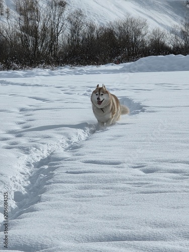 Konstfotografi husky corre nella neve