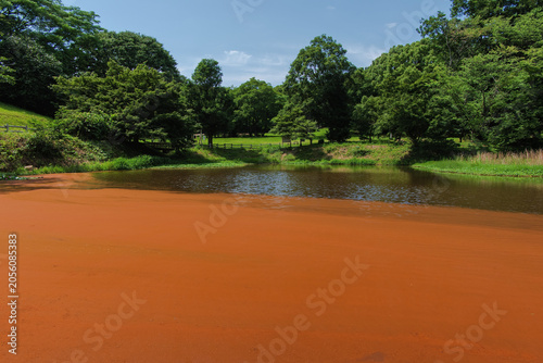 A pond turned reddish-brown due to a plankton bloom