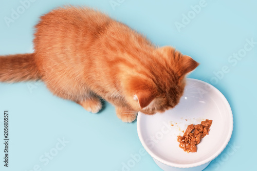 A tabby red kitten eats wet food from a bowl on blue background close-up.
