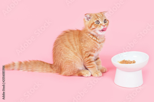 A tabby red kitten eats wet food from a bowl on pink background close-up.