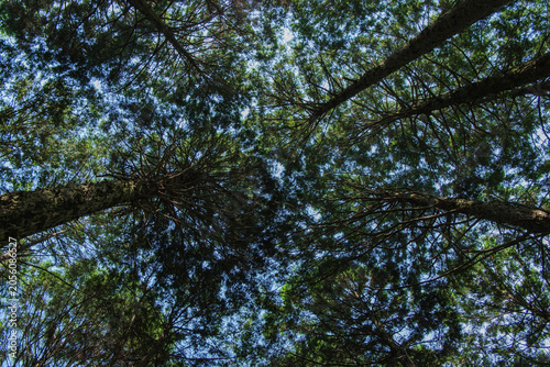 Looking up at tall cedar trees in the forest