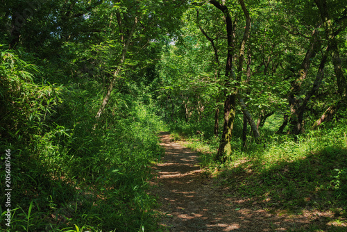 Mountain path overgrown with lush trees and greenery