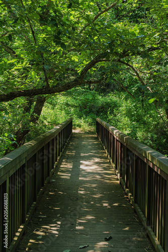 A small wooden bridge in the middle of a forest