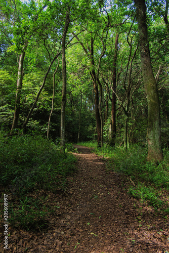 Mountain path overgrown with lush trees and greenery