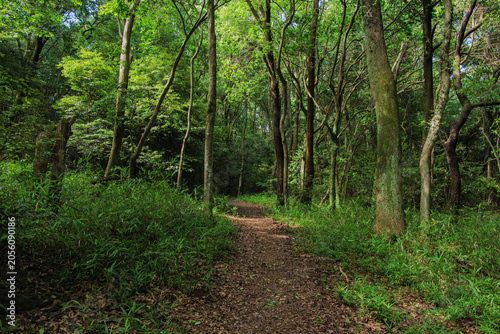 Mountain path overgrown with lush trees and greenery