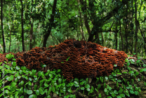 False turkeytail mushrooms growing on a tree in the forest
