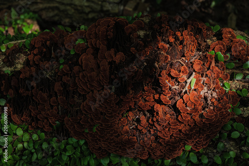 Quadro su tela False turkeytail mushrooms growing on a tree in the forest