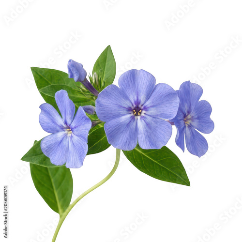 Beautiful blue phlox flowers on a stem isolated on transparent background