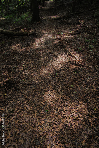 Ground covered with fallen leaves and dappled sunlight in the forest