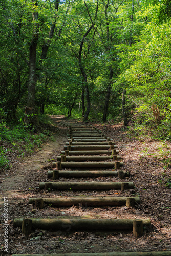 Wooden stairs winding through a peaceful forest