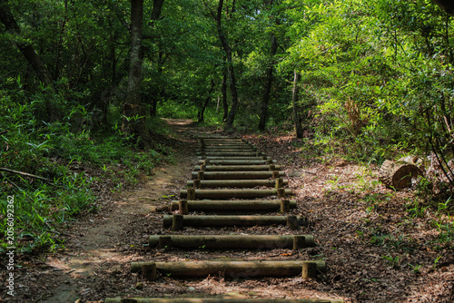 Wooden stairs winding through a peaceful forest